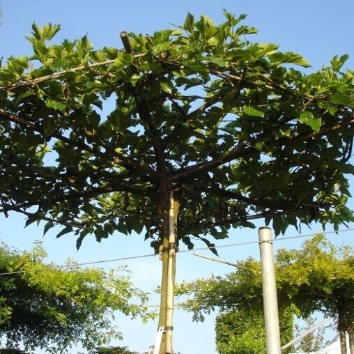 Morus alba 'Fruitless'